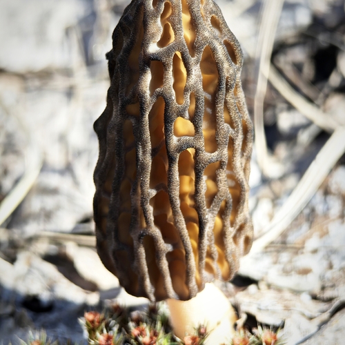 Photo #13930294