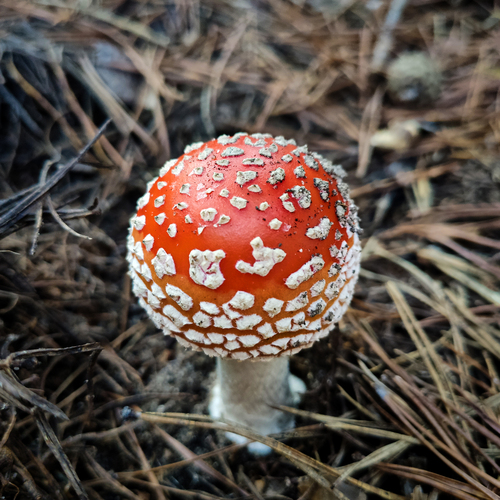 Photo #13930296