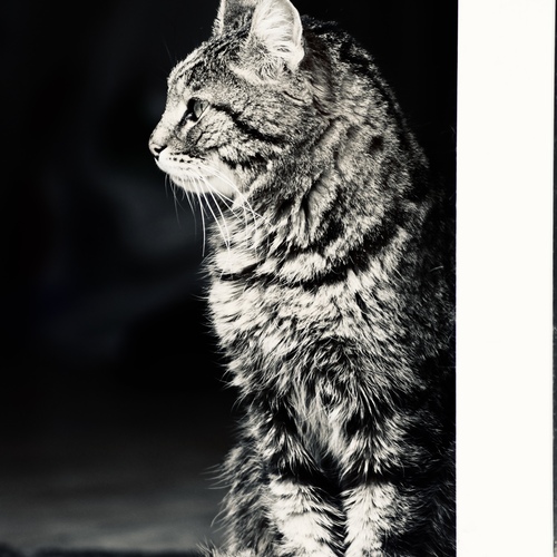 Photo #13930437