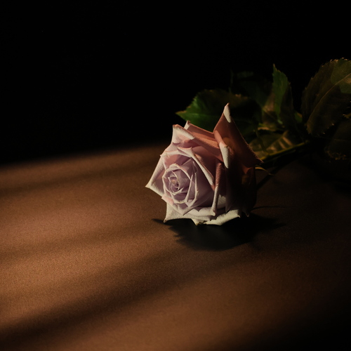 Photo #13930440