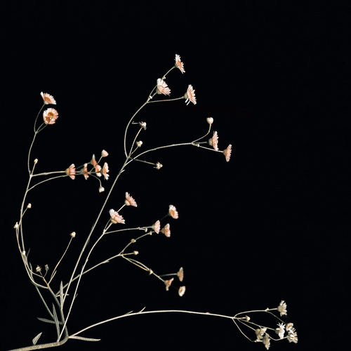 Photo #13930448