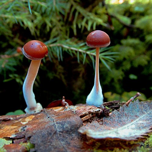 Photo #13930470