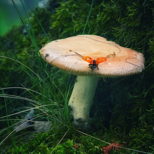 Photo #13930542