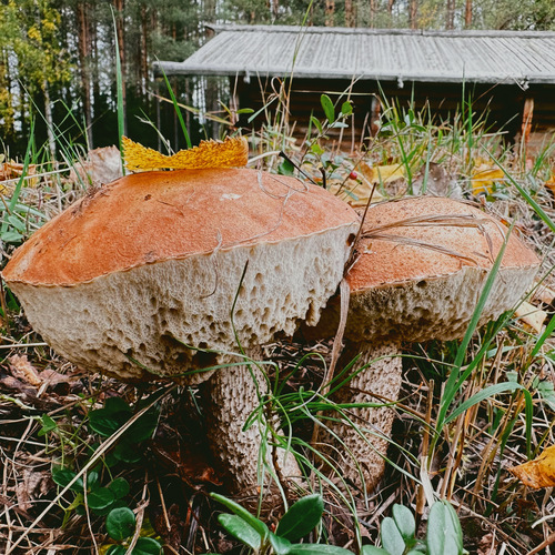 Photo #13930629