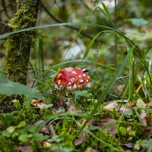Photo #13930765
