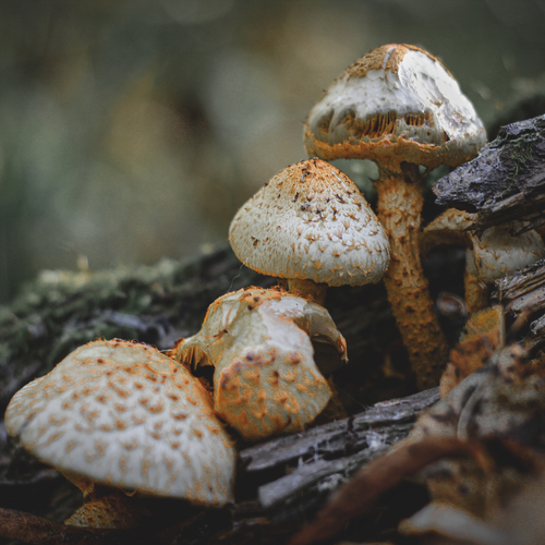 Photo #13930847