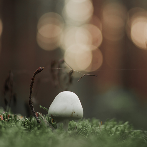 Photo #13931007