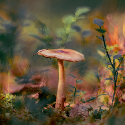 Photo #13931010