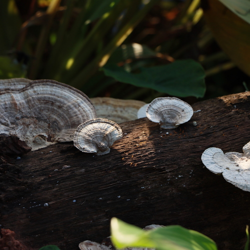 White mushrooms