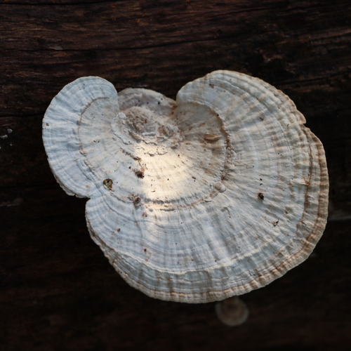 White Mushroom
