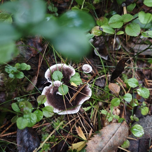 Photo #13931457