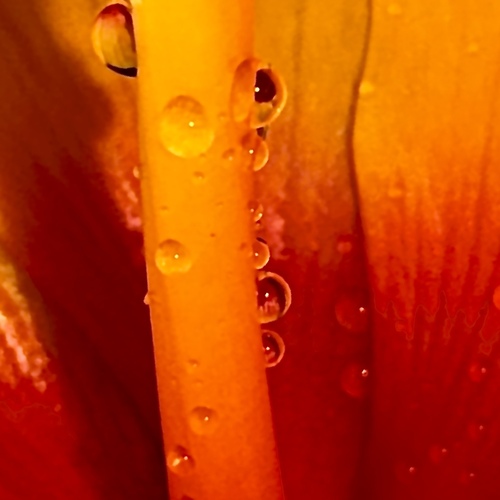 Hibiscus Stunning Stigma
