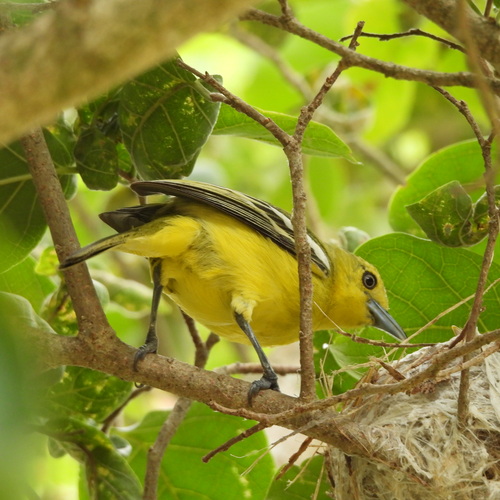 Common iora female looking at kids inside the nest