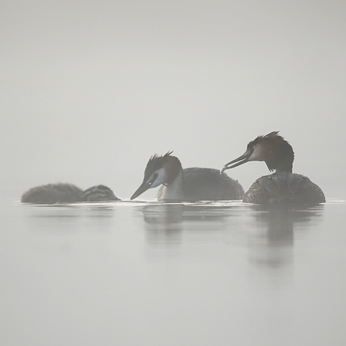 Photo #13931793