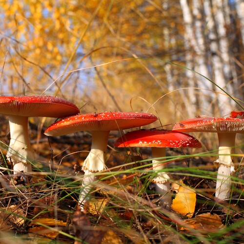 Photo #13931822