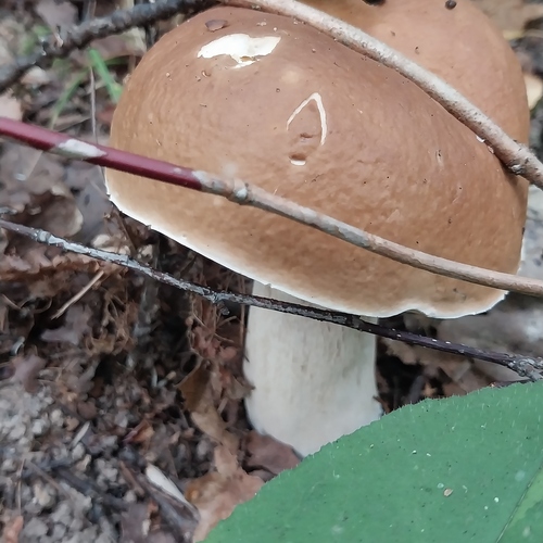 Photo #13931866