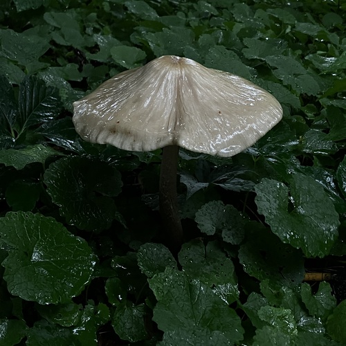 Photo #13931903