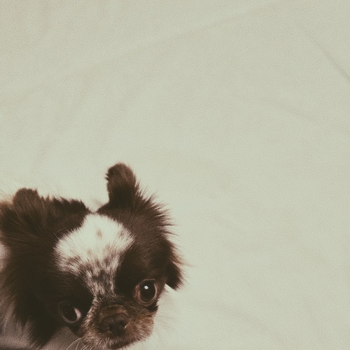 Photo #13932132