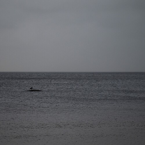 Photo #13932635