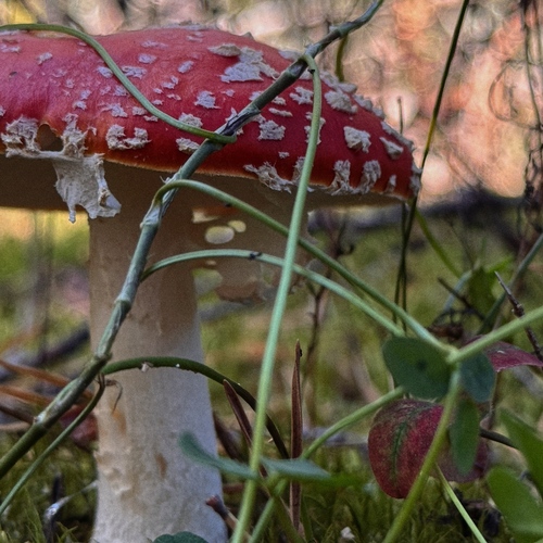 Photo #13932709