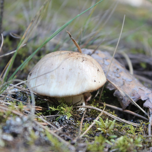 Photo #13932748