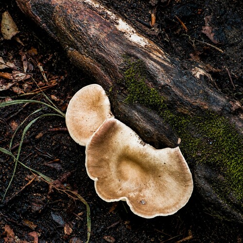 Photo #13933081