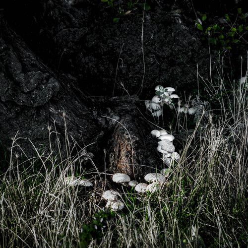 Photo #13933082