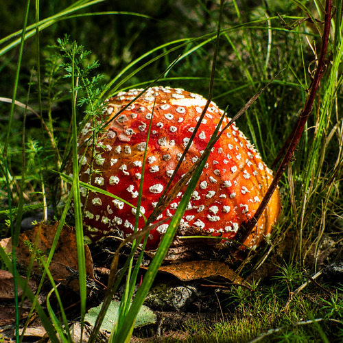 Photo #13933083