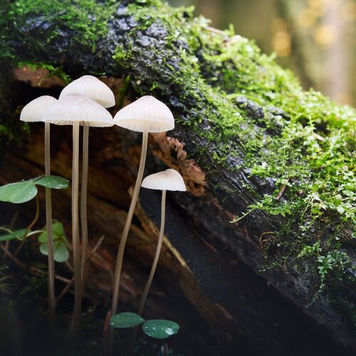 Photo #13933166
