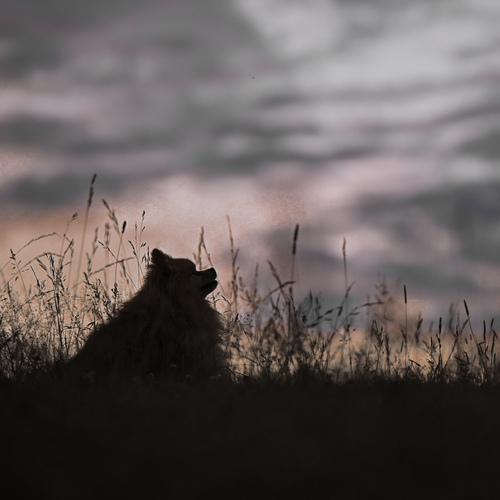 Photo #13933187