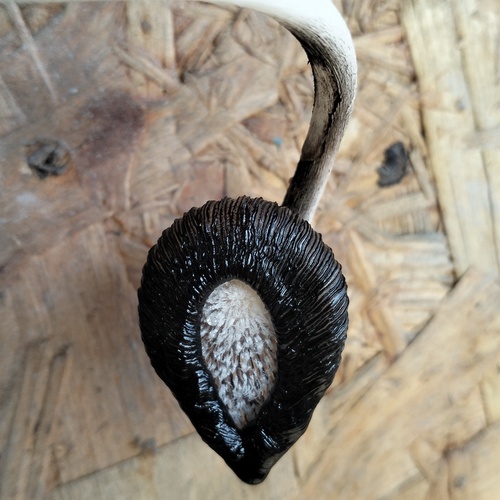 Photo #13933358