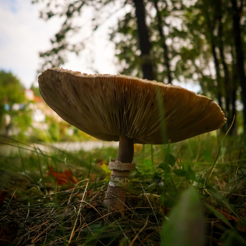 Photo #13933465