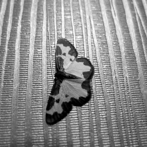 Photo #13933586