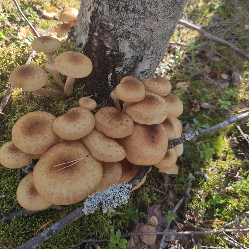 Photo #13933942