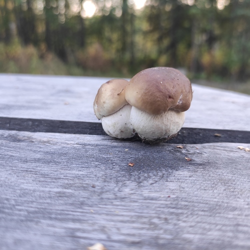Photo #13933943