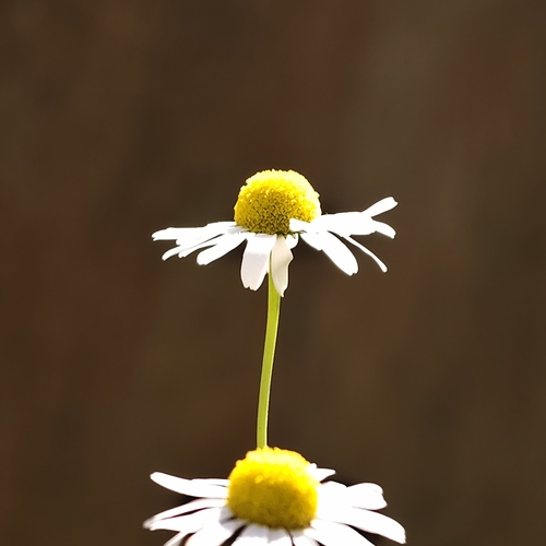 Photo #13934052