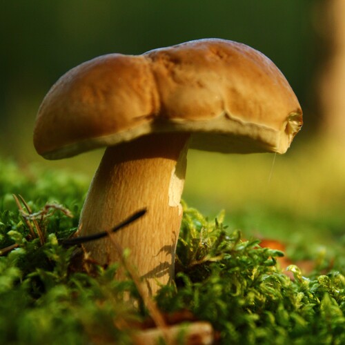 Photo #13934437