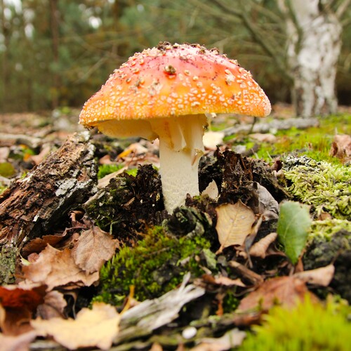 Photo #13934456