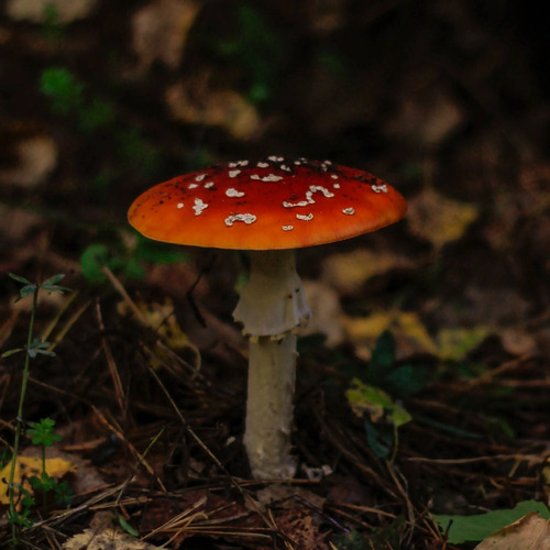 Photo #13934514