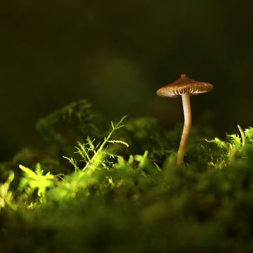 Photo #13934526