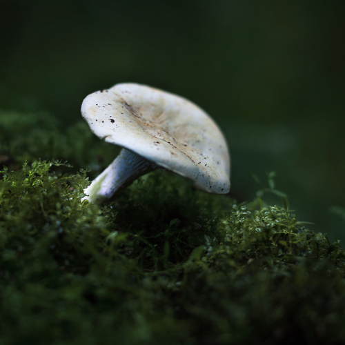 Photo #13934529