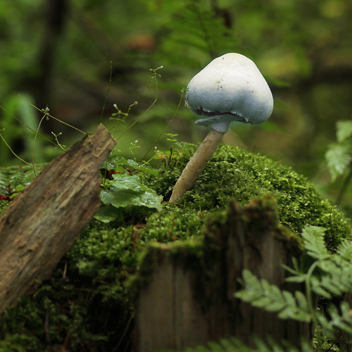 Photo #13934530
