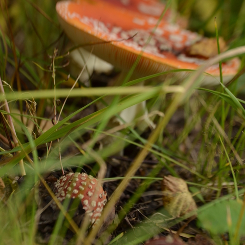 Photo #13934550
