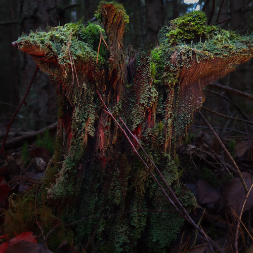 Photo #13934646