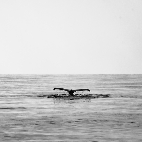 Photo #13934844
