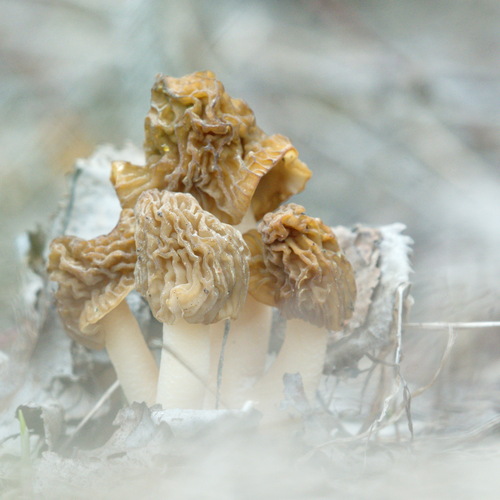 Photo #13935064