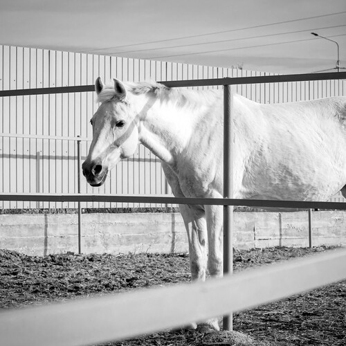 Photo #13935093