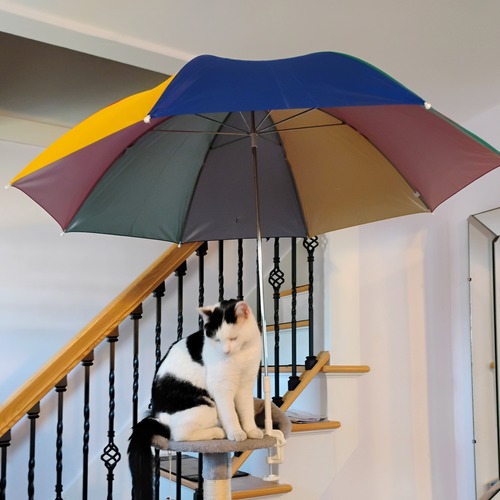 Rain or Shine, Feline Fine