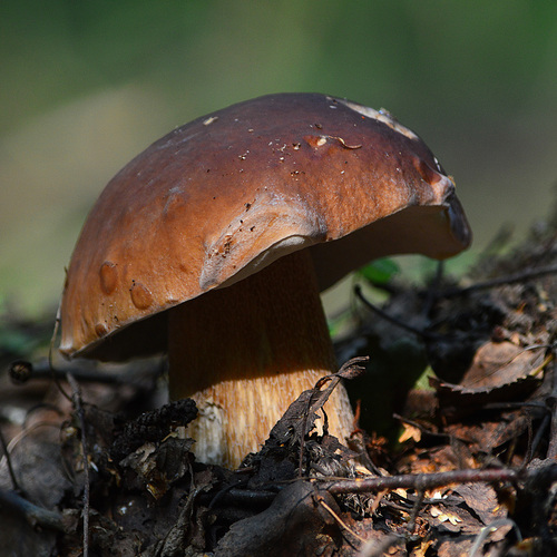 Photo #13935300