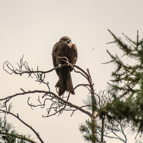 Photo #13935406